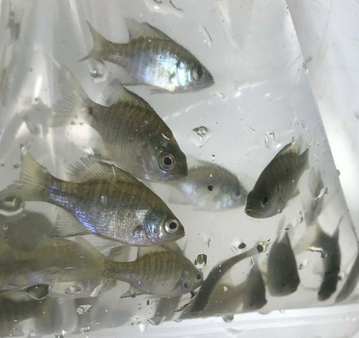 30+ Live Bluegill Fish (small) Guarantee Alive (2-day Shipping)