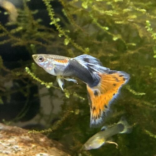 6 Fry Guppies Of Multi Colorful Delta Guppies Blue Orange Red