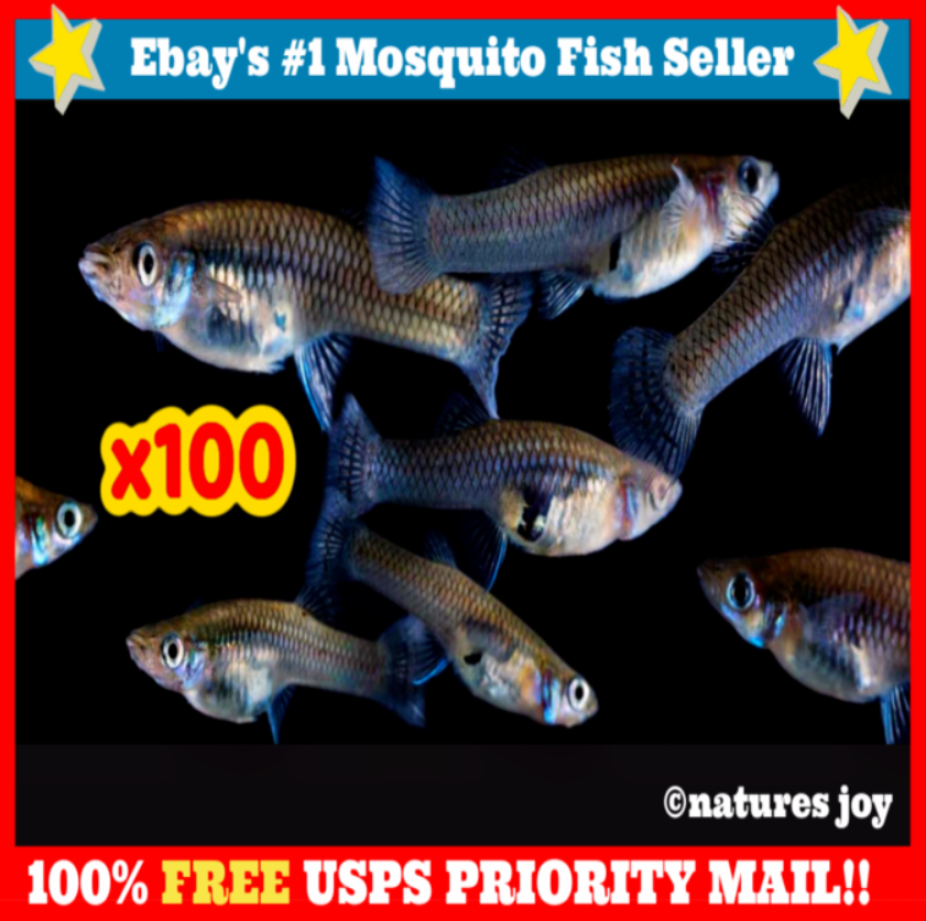 🐟 100 Live Mosquito Fish Gambusia Pond Aquarium Feeder Guppies Guppy Minnows