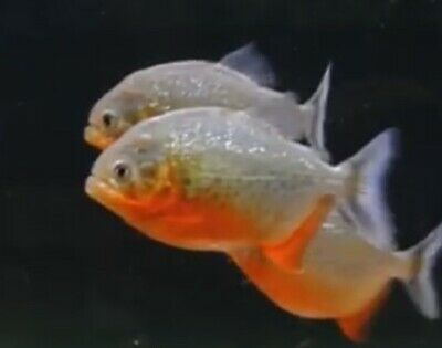 Small Red Belly Piranha Fry Live Freshwater Aquarium Fish