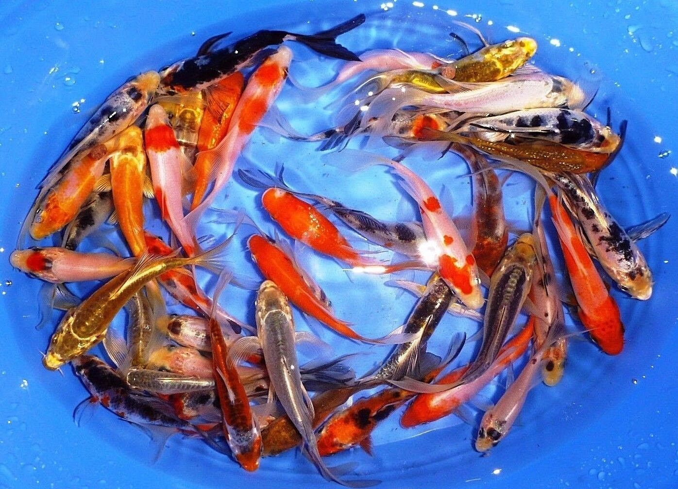 11-lot Assorted 1.5”-3” Standard Fin Live Koi Fish A-quality For Pond Garden Pkf