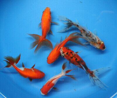 Live 6 Pack Of 3-4 Inch Fantail Goldfish For Fish Tank, Koi Pond Aquarium