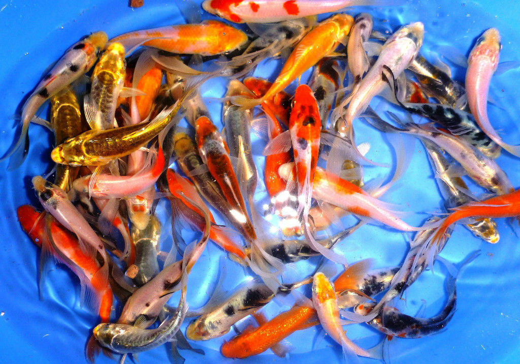 105-lot Assorted 1.5”-3” Live Koi Standard And Butterfly Fin Fish Mixed Lot