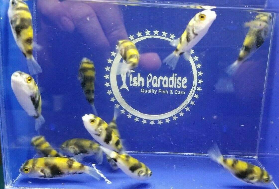 1.25" Or Bigger South American Amazon Puffer Live Tropical Fish Healthy.