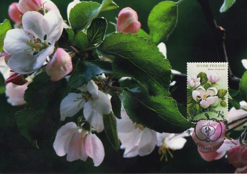 Finland Apple Tree Flower Malus Domestiga Finland Mint Maxi Fdc Card 2005