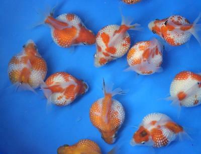 Live Pearlscale Goldfish Sm. For Fish Tank, Koi Pond Or Aquarium