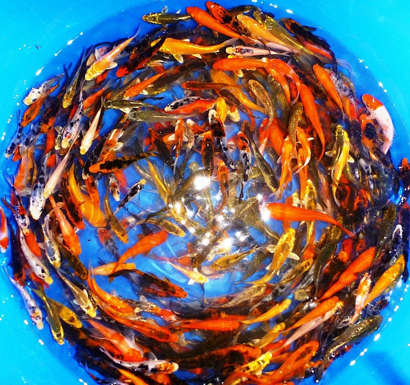 25-lot Assorted 2”-4” Live Koi Standard And Butterfly Fin Fish Mixed Lot Pkf