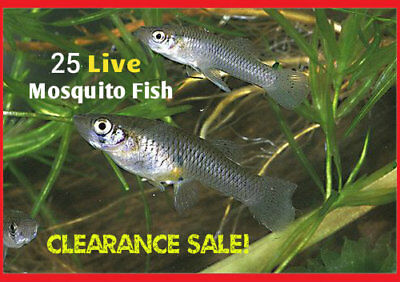 25+ Live Gambusia Mosquito Fish (koi Pond) Aquarium Feeder Fish Hardy Guppy