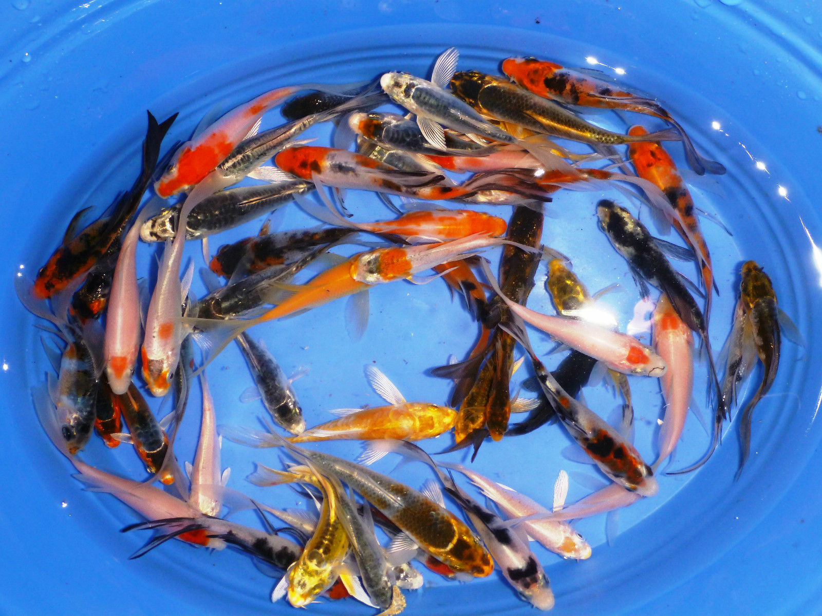 6-lot Assorted 2"-3” Standard Fin Live Koi Fish For Pond Garden Pkf