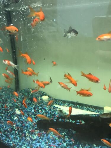 10 1-2 Inch Live Goldfish Express Shipping Great For Tanks And Ponds
