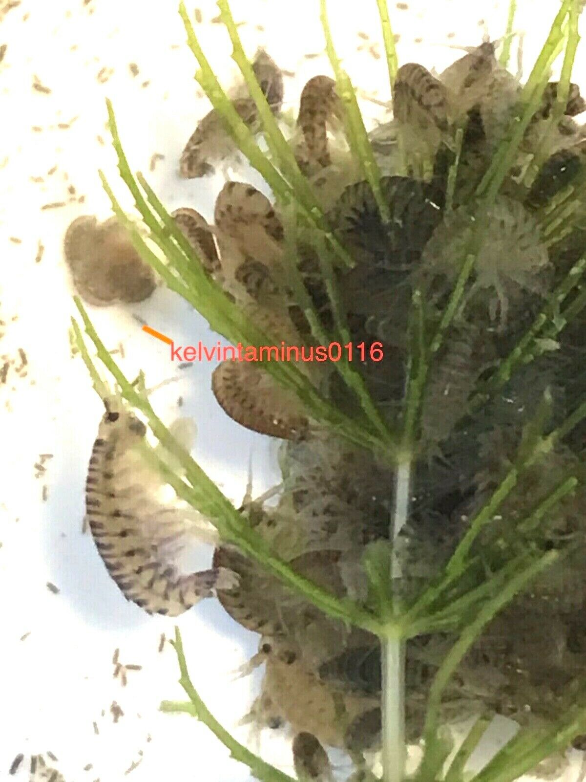 Live Food - Freshwater Scuds/ Gammarus/ Amphipods Multiple Quantity Selection