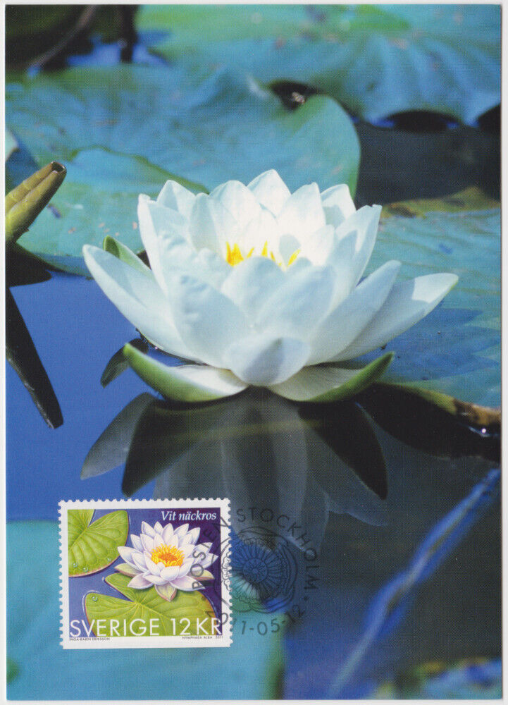 Sweden Maxi 2011, Water Lily, White Water Lily, Mint