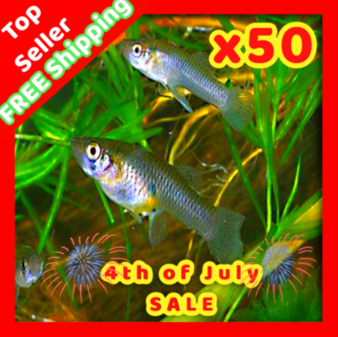 X50 Live Gambusia Mosquito Fish  Aquarium Pond Feeder Guppy Fish Guppies Food