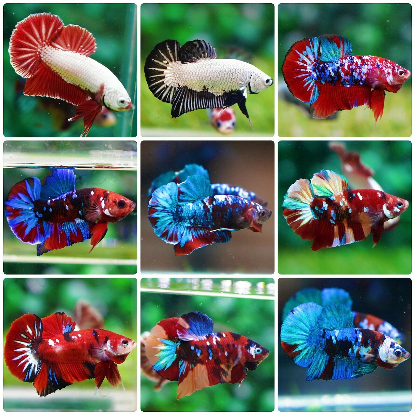 Live Betta Fish High Quality Halfmoon Plakat - Wholesale Price For Limit Time